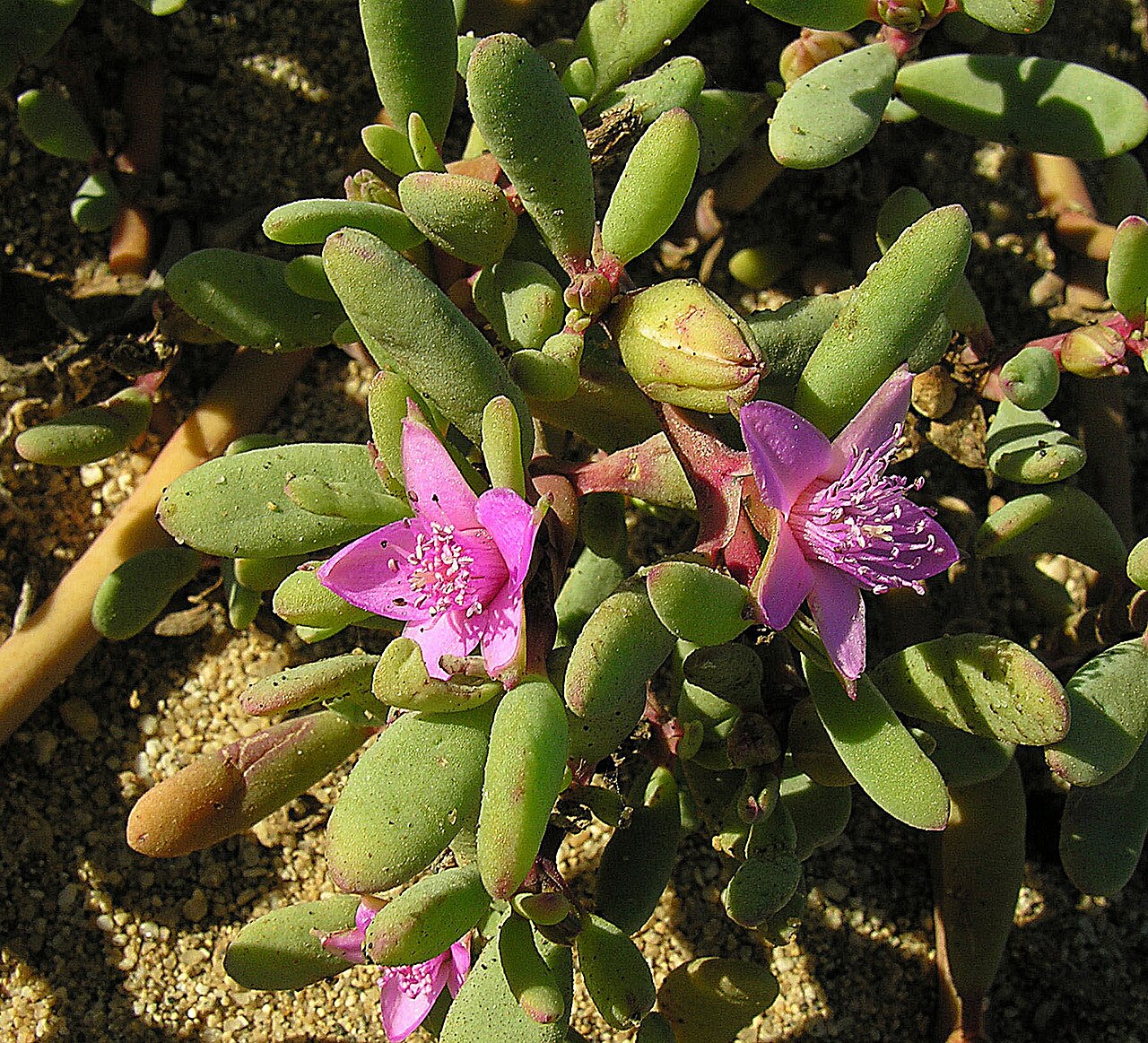 Verrucose sea-purslane: This succulent member of the Iceplant Family is found on beaches and other saline or alkaline locations, mainly in the Southwestern U.S. and Mexico. Photo from