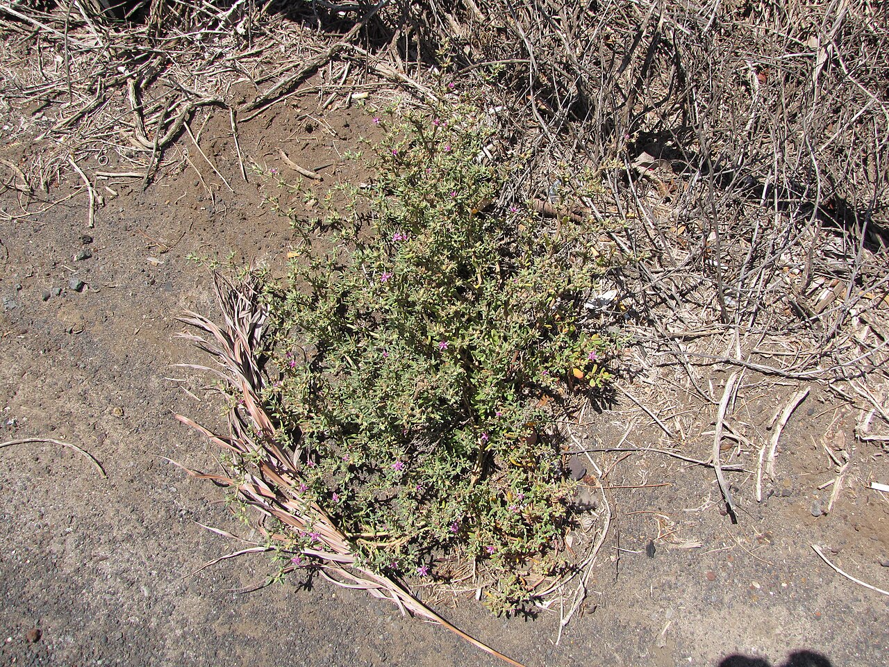 Verrucose sea-purslane: Sesuvium verrucosum (Verrucose sea purslane) Habit roadside at Kealia Pond NWR, Maui, Hawaii. June 18, 2013 #130618-5204 Image Use Policy