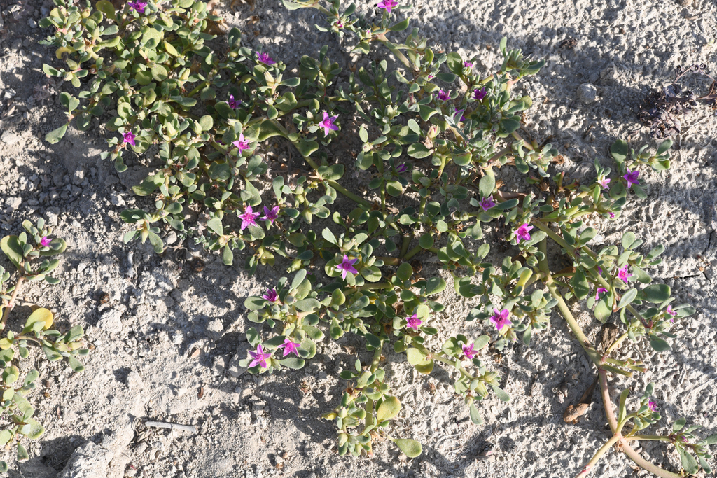 Verrucose sea-purslane (Sesuvium verrucosum)