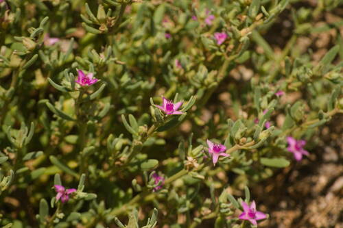 Verrucose sea-purslane (Sesuvium verrucosum)