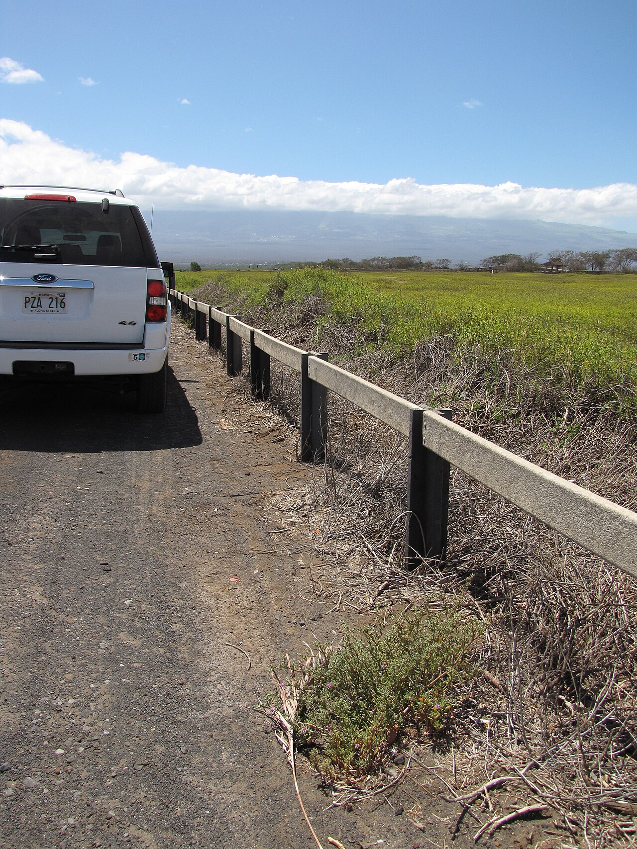 Verrucose sea-purslane: Sesuvium verrucosum (Verrucose sea purslane) Habit along fence with Explorer at Kealia Pond NWR, Maui, Hawaii. June 18, 2013 #130618-5203 Image Use Policy