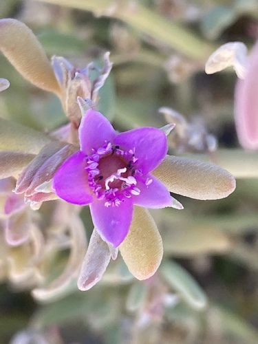 Verrucose sea-purslane (Sesuvium verrucosum)