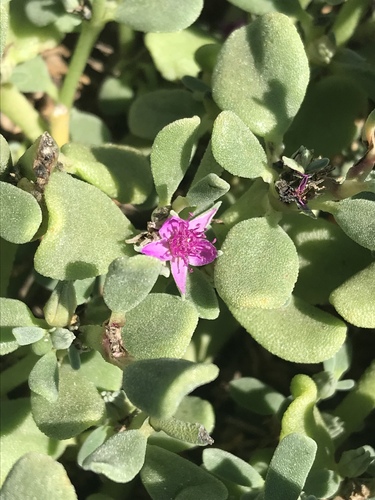Verrucose sea-purslane (Sesuvium verrucosum)