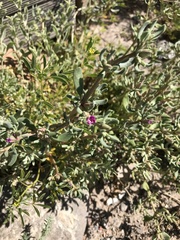 Verrucose sea-purslane (Sesuvium verrucosum)