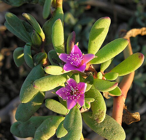 Verrucose sea-purslane: Known as Western Sea Purslane, but from the Aizoaceae Family. Although reported from South America, this species is found mainly on saline or alkaline ground in