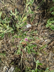 Verrucose sea-purslane (Sesuvium verrucosum)