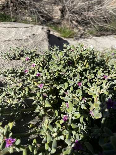 Verrucose sea-purslane (Sesuvium verrucosum)