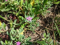 Verrucose sea-purslane (Sesuvium verrucosum)