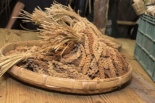 Foxtail millet: ​小米穗，在高雄市杉林區。