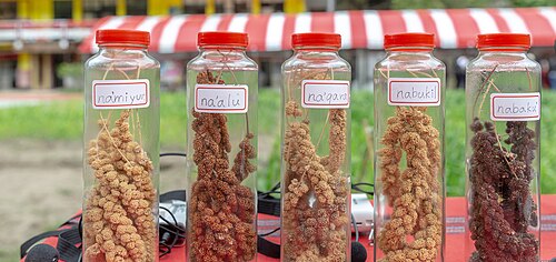 Foxtail millet: Official Pvhoto by Wang Yu Ching / Office of the President