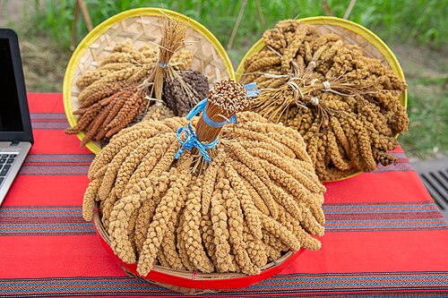 Foxtail millet: ​「TAYAL泰雅爾Skaru流域部落群與國家山林治理機關Sbalay和解儀式」上參與泰雅族人祭告祖靈的小米祭品。