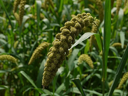 Foxtail millet: Japanese Foxtail millet 02.