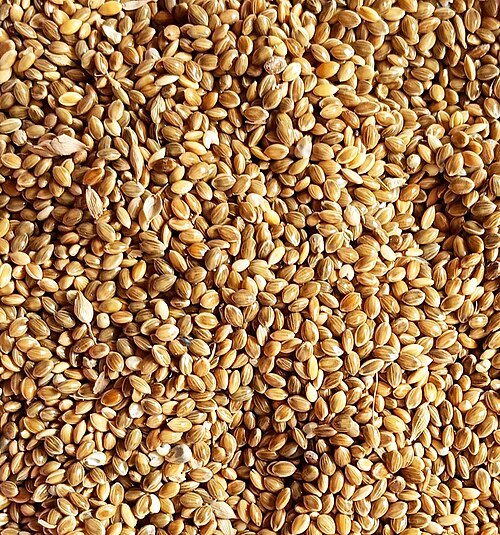 Foxtail millet: Foxtail millet (Setaria italica) seeds, India. It is an annual grass grown for human food.