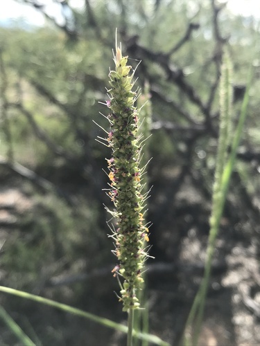 Streambed bristlegrass (Setaria leucopila)
