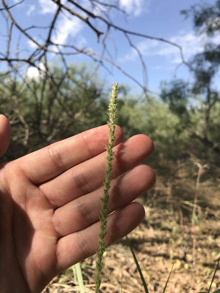 Streambed bristlegrass (Setaria leucopila)