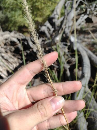 Streambed bristlegrass (Setaria leucopila)
