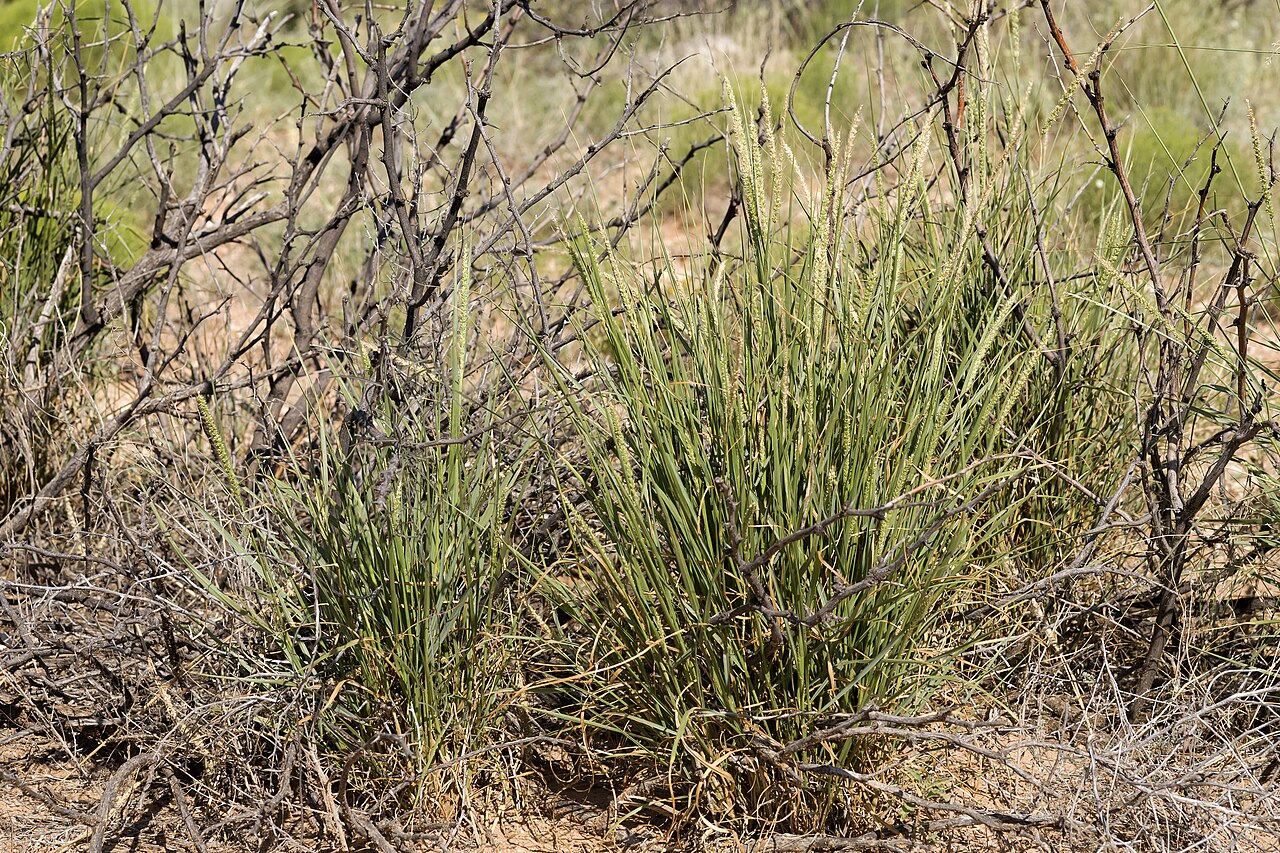 Streambed bristlegrass: Setaria leucopila , Jornada del Muerto plain, near Jornada Draw, south of Engle near the road to the Spaceport, 33.145 -107.029, Sierra County, New Mexico, 13 A
