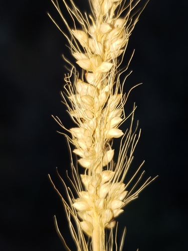 Streambed bristlegrass (Setaria leucopila)