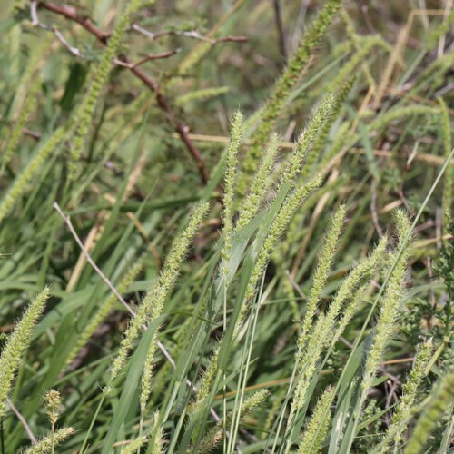 Streambed bristlegrass (Setaria leucopila)