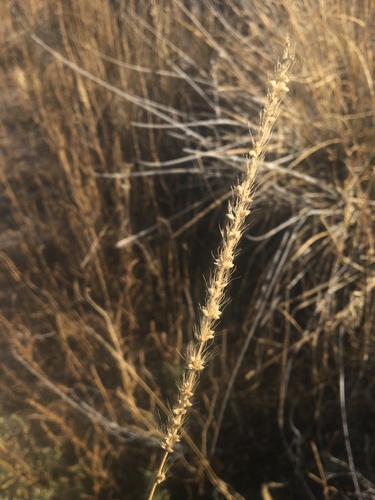 Streambed bristlegrass (Setaria leucopila)