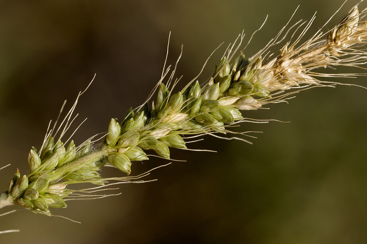 Streambed bristlegrass: Setaria leucopila , Jornada del Muerto plain, near Jornada Draw, south of Engle near the road to the Spaceport, 33.145 -107.029, Sierra County, New Mexico, 13 A