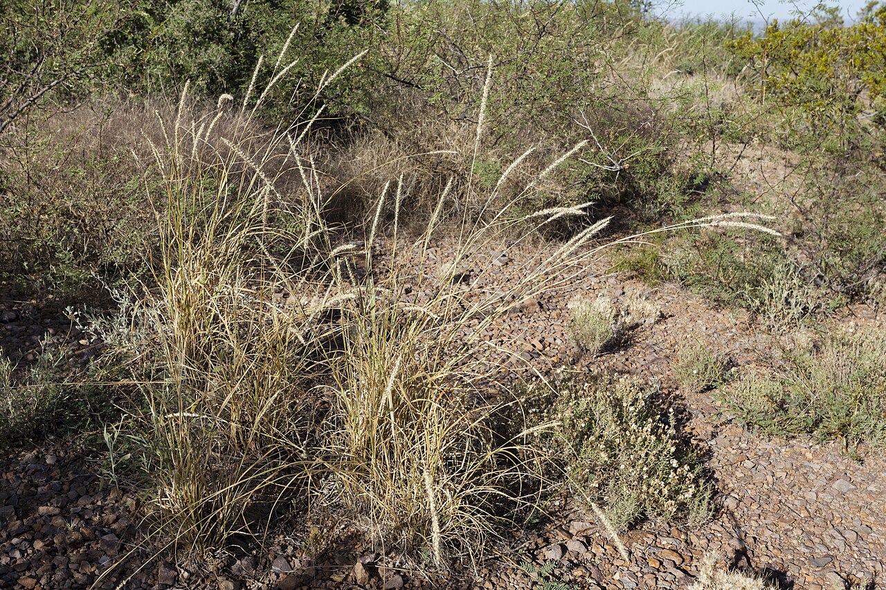 Streambed bristlegrass: Setaria leucopila , western bajada of the Organ Mountains, La Cueva Picnic Area, northwest of Dripping Springs, 32.3341 -106.5990, Doña Ana County, New Mexico,
