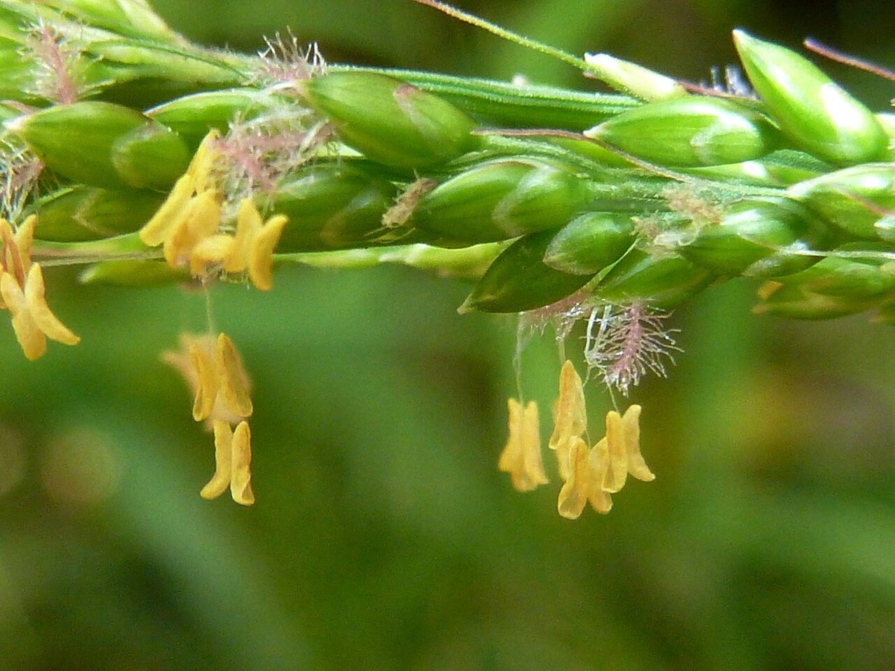 Bigleaf bristlegrass: Detail of the spikelet of Broad-leaved setaria