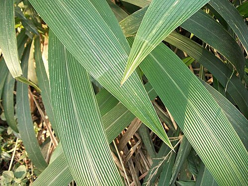 Bigleaf bristlegrass: Leaves of Setaria megaphylla at Umdoni Bird Sanctuary , Amanzimtoti, South Africa.