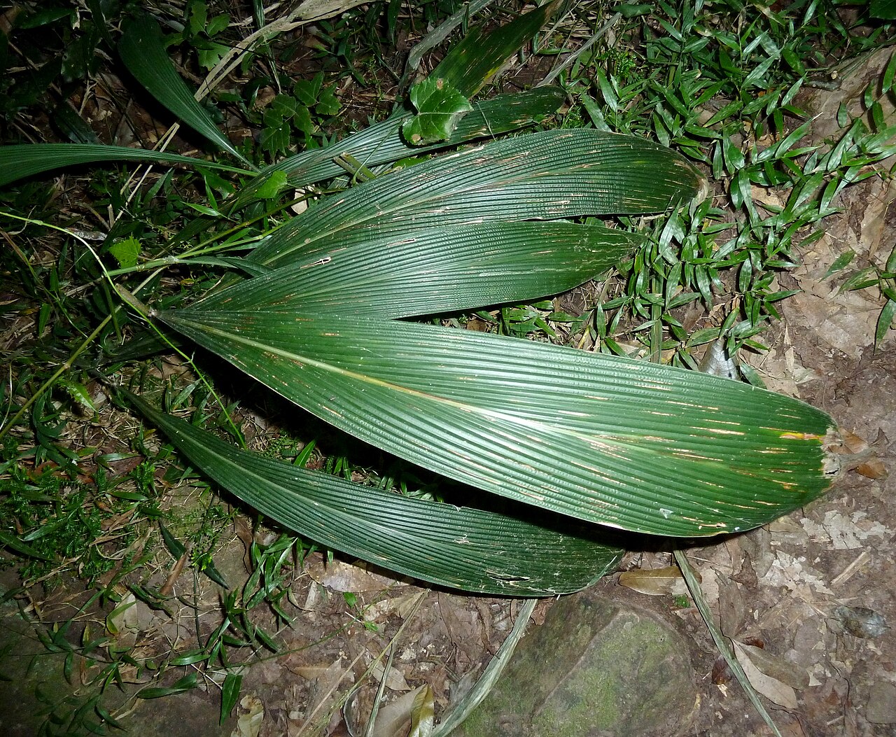 Bigleaf bristlegrass: Broad-leaved bristle grass along the Longshadows trail in Krantzkloof Nature Reserve, KwaZulu-Natal