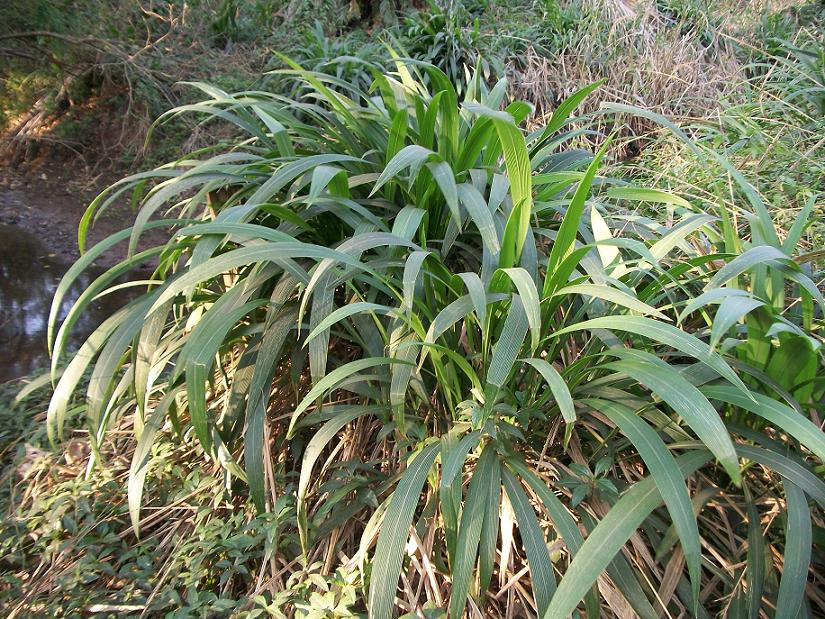 Bigleaf bristlegrass: Setaria megaphylla at Umdoni Bird Sanctuary , Amanzimtoti, South Africa.