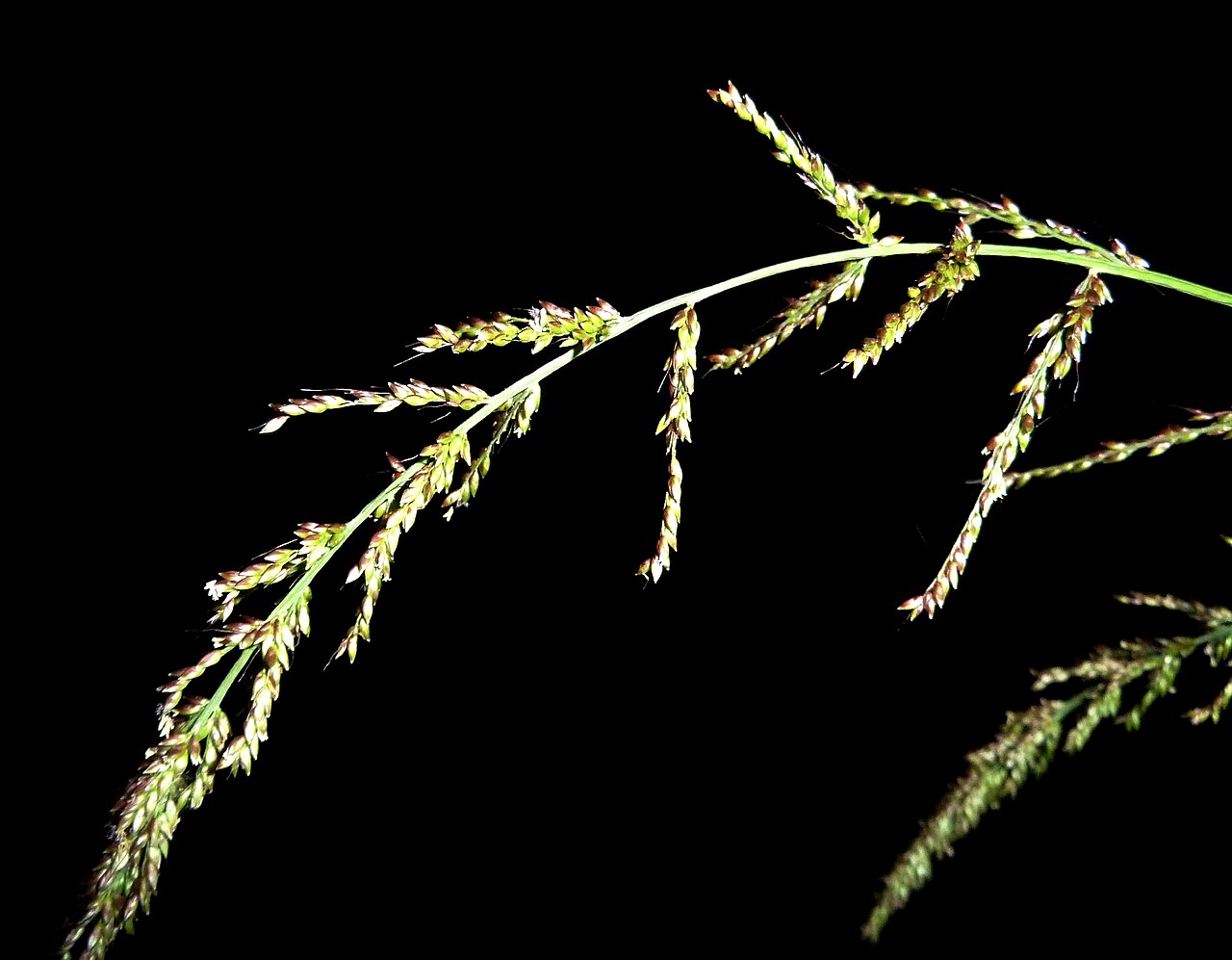Bigleaf bristlegrass: Seed on Broad-leaved setaria