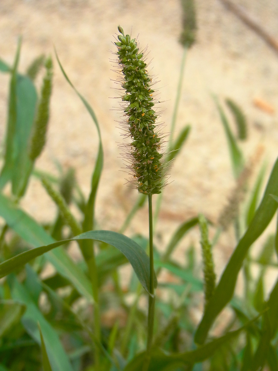 Green bristlegrass: Unbestimmte Hirse, Menorca