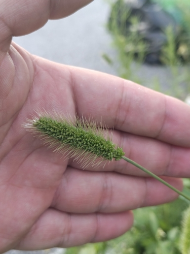 Green bristlegrass (Setaria viridis)