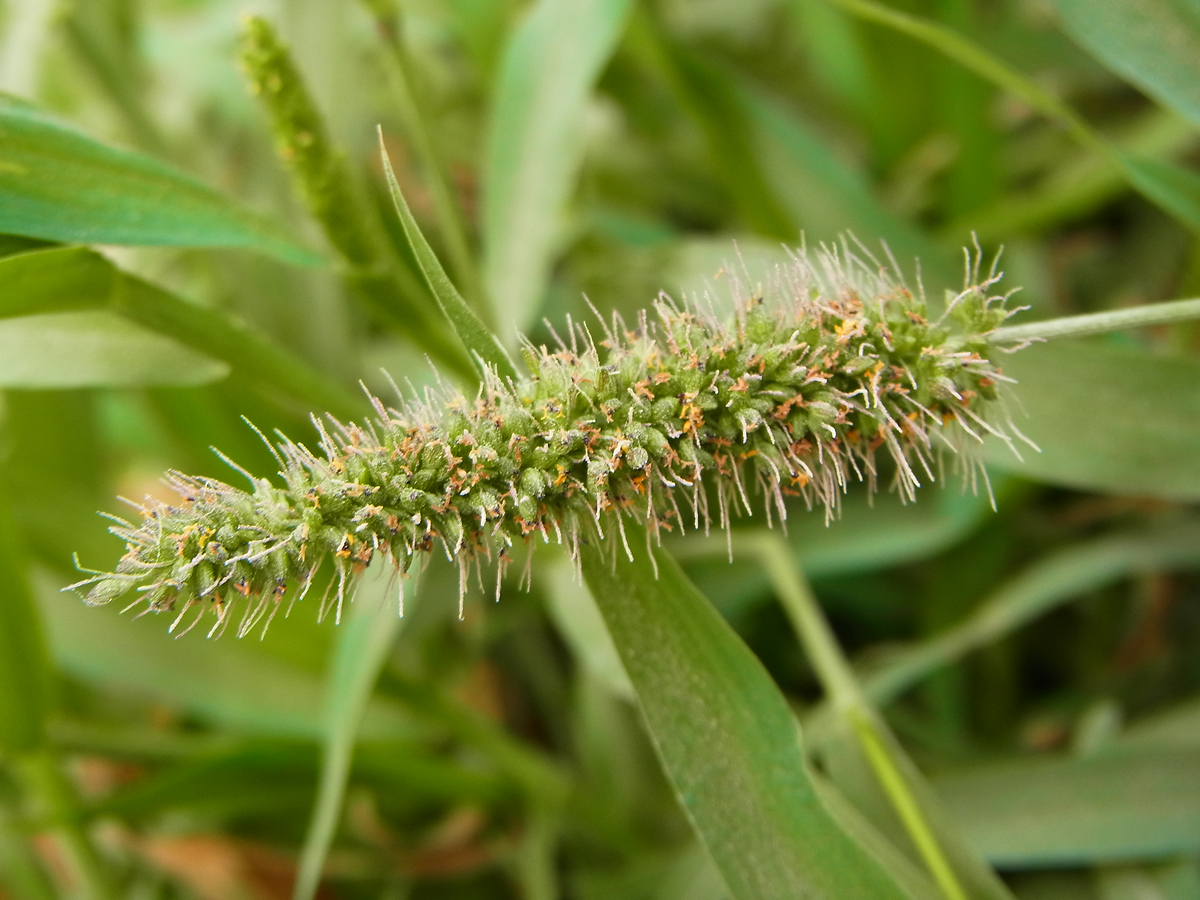 Green bristlegrass: Unbestimmte Hirse, Menorca