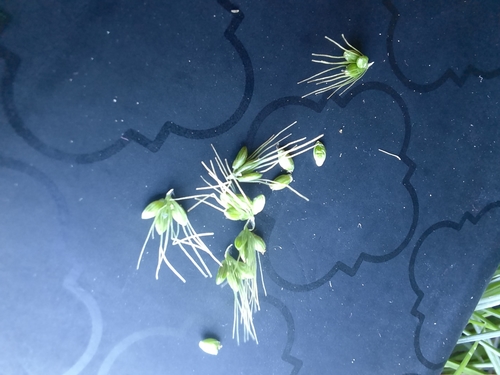 Green bristlegrass (Setaria viridis)