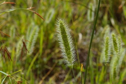 Green bristlegrass (Setaria viridis)