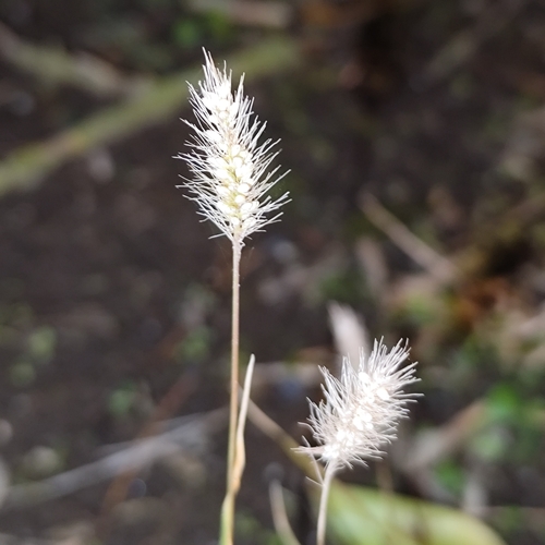 Green bristlegrass (Setaria viridis)