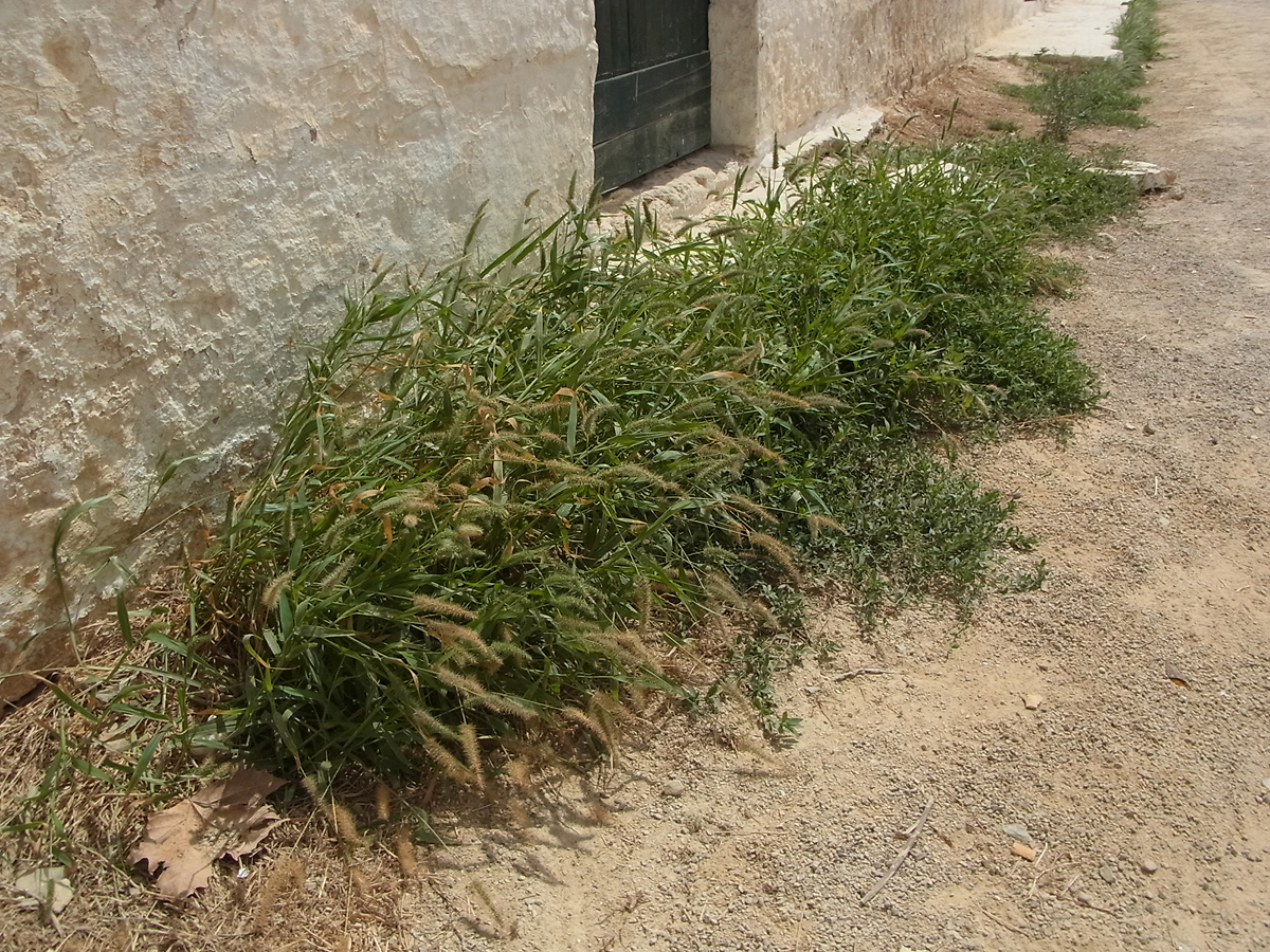 Green bristlegrass: Unbestimmte Hirse, Menorca