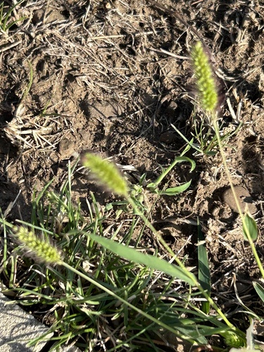 Green bristlegrass (Setaria viridis)
