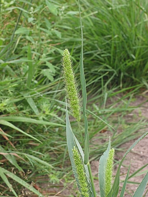 Green bristlegrass: Setaria viridis inflorescense