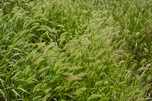 Green bristlegrass (Setaria viridis)