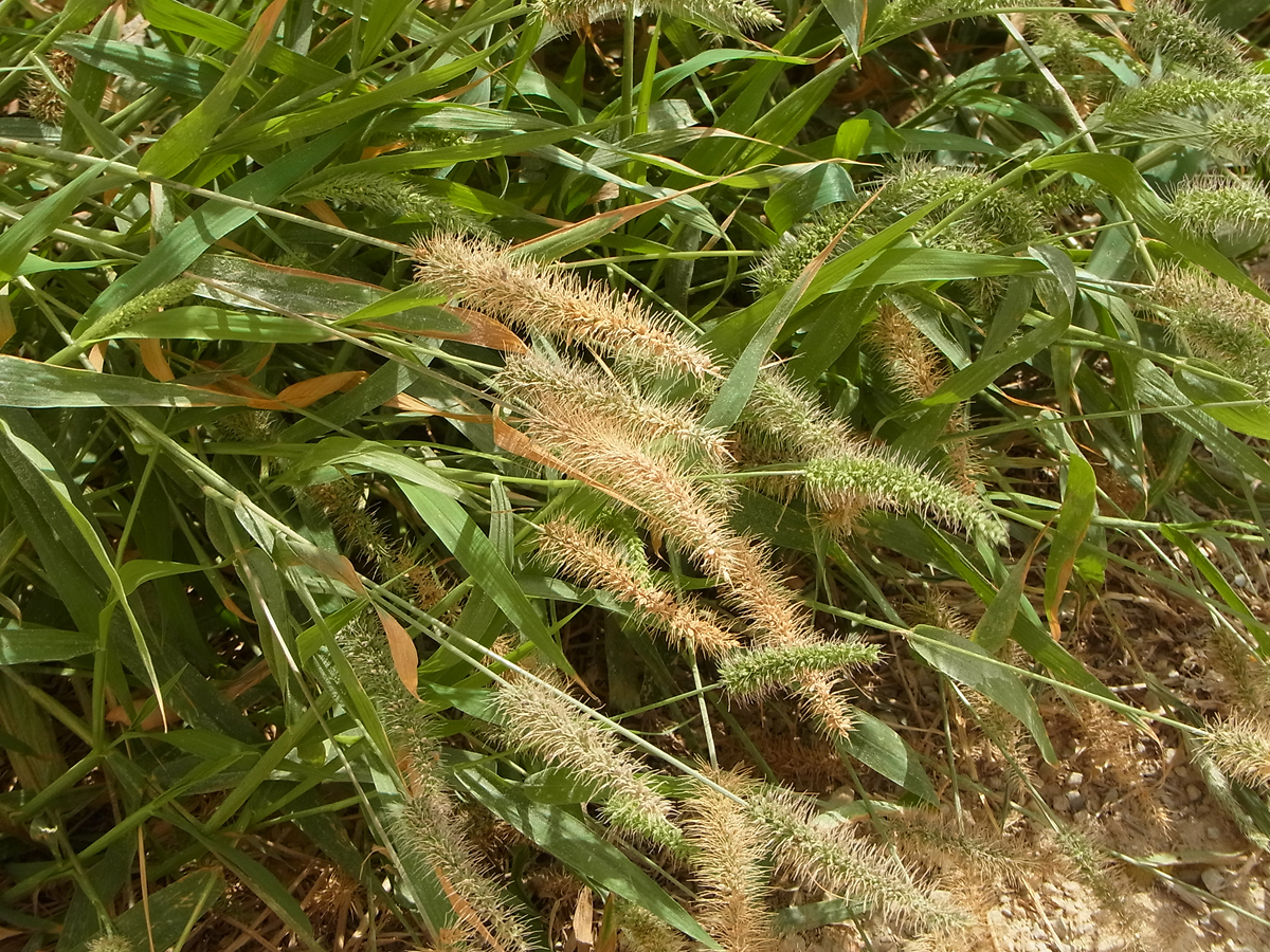 Green bristlegrass: Unbestimmte Hirse, Menorca