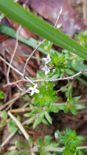 Blue fieldmadder (Sherardia arvensis)