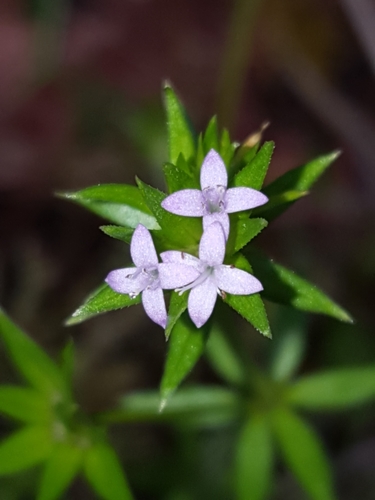 Blue fieldmadder (Sherardia arvensis)