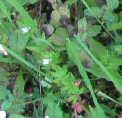 Blue fieldmadder (Sherardia arvensis)