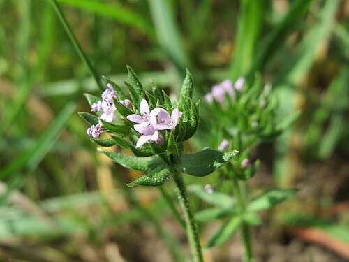 Blue fieldmadder: Ackerröte ( Sherardia arvensis ) im Landschaftsschutzgebiet Hockenheimer Rheinbogen