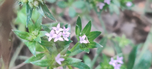 Blue fieldmadder (Sherardia arvensis)