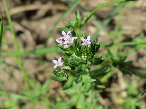 Blue fieldmadder: Ackerröte ( Sherardia arvensis ) im Landschaftsschutzgebiet Hockenheimer Rheinbogen