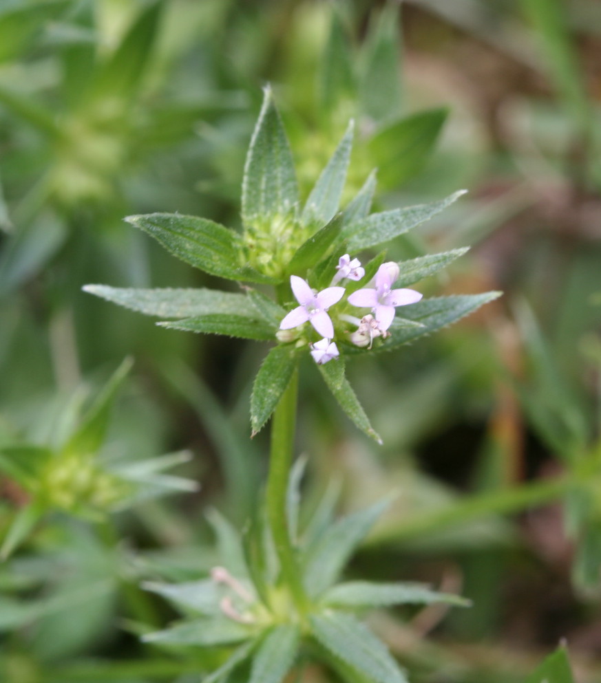 Blue fieldmadder (Sherardia arvensis)