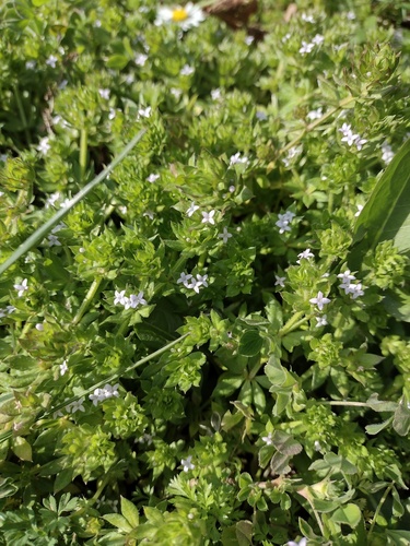 Blue fieldmadder (Sherardia arvensis)